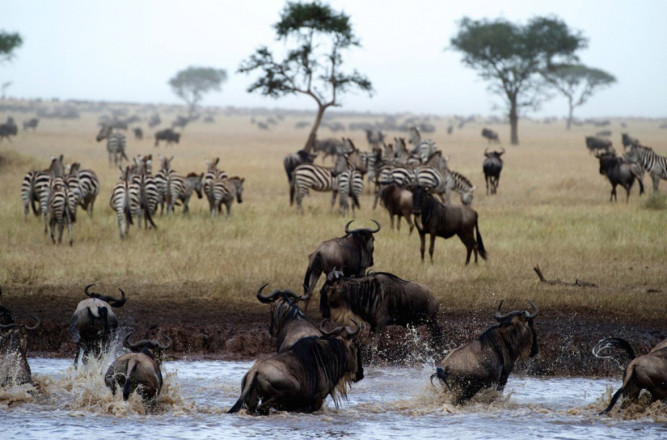 Singita Mara River Tented Camp