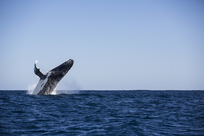 Sal Salis Ningaloo Reef