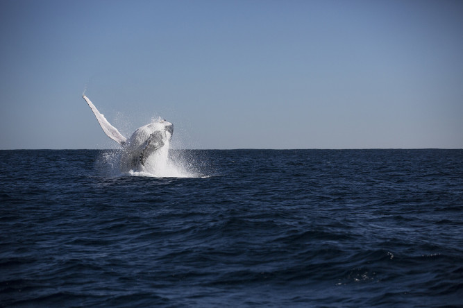 Sal Salis Ningaloo Reef