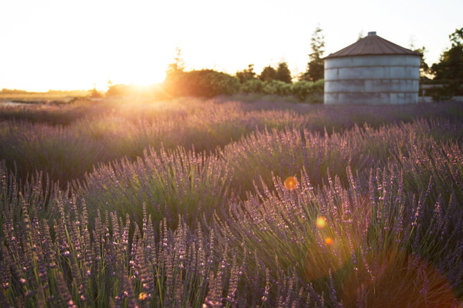 Pageo Lavender Farm