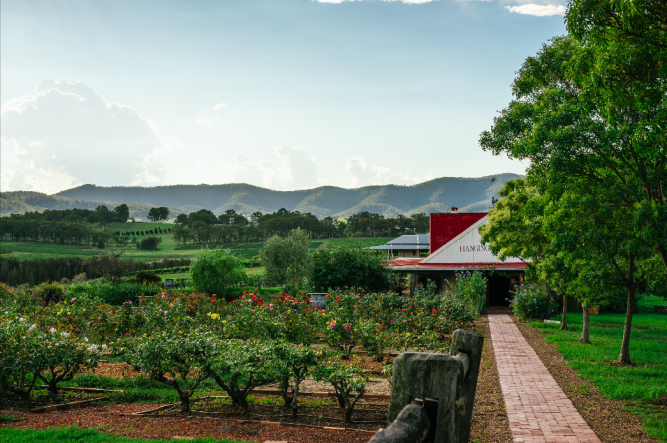 Hanging Tree Wines