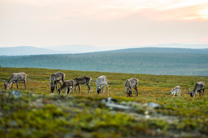 Kakslauttanen Arctic Resort