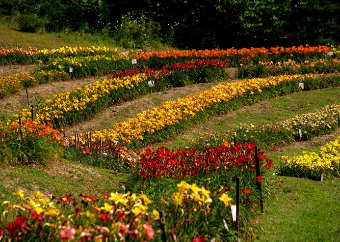 The Lily Barn