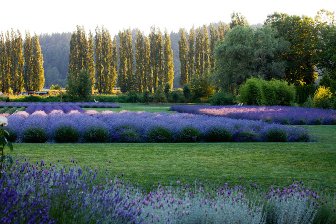 Woodinville Lavender