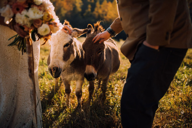 Mountain Laurel Farm